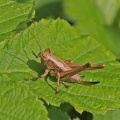 Dark Bush Cricket, Pholidoptera griseoaptera, female, Alan Prowse